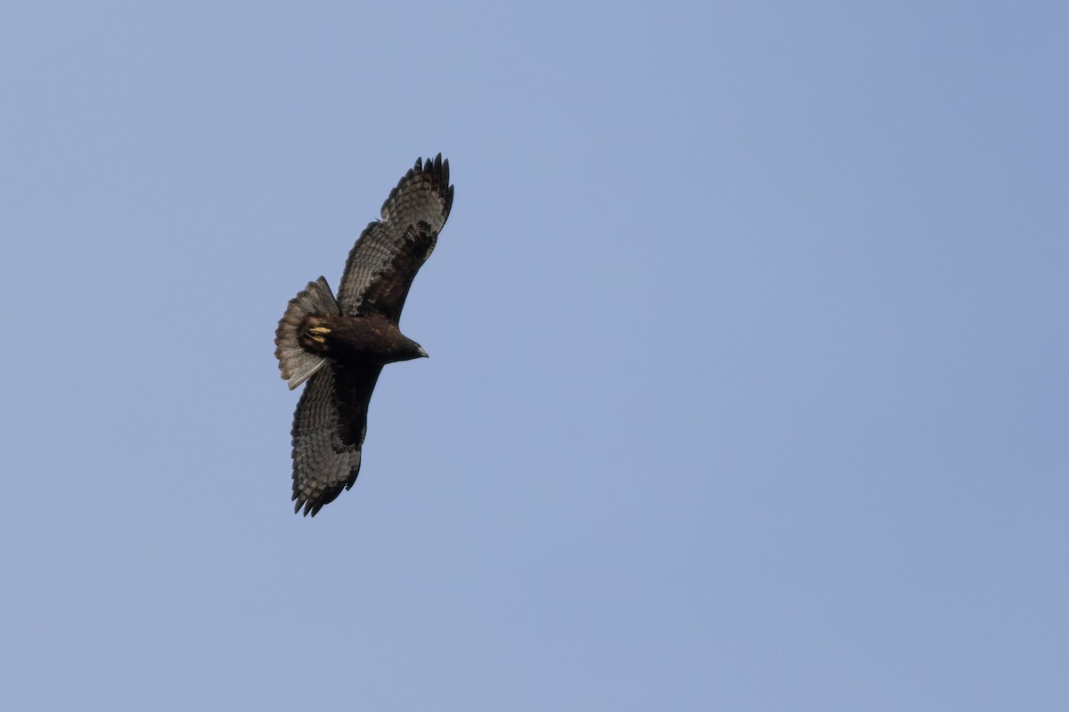 Red-tailed Hawk (Harlan's) - Rob Fowler