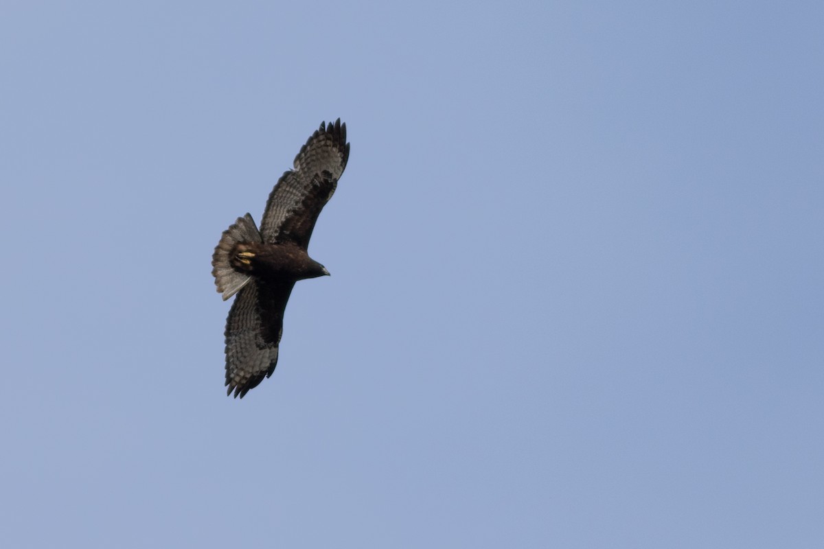 Red-tailed Hawk (Harlan's) - ML514595911