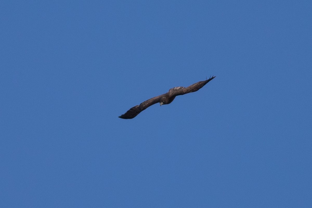 Red-tailed Hawk (Harlan's) - ML514595931