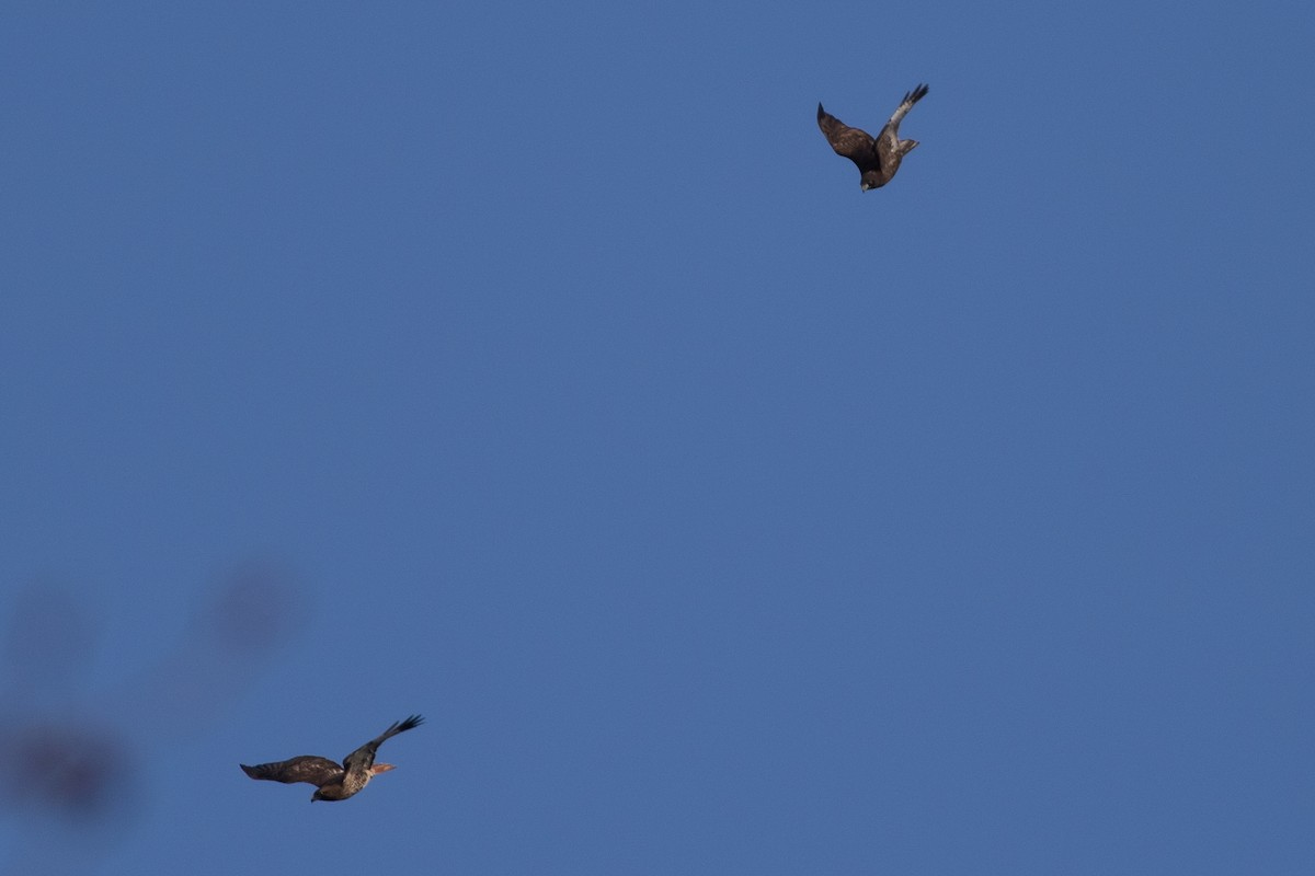 Red-tailed Hawk (Harlan's) - ML514595941