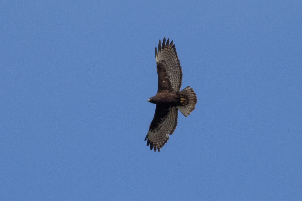 Red-tailed Hawk (Harlan's) - ML514595951