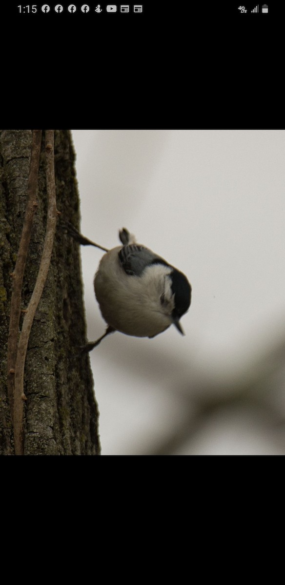 White-breasted Nuthatch (Eastern) - ML514596421