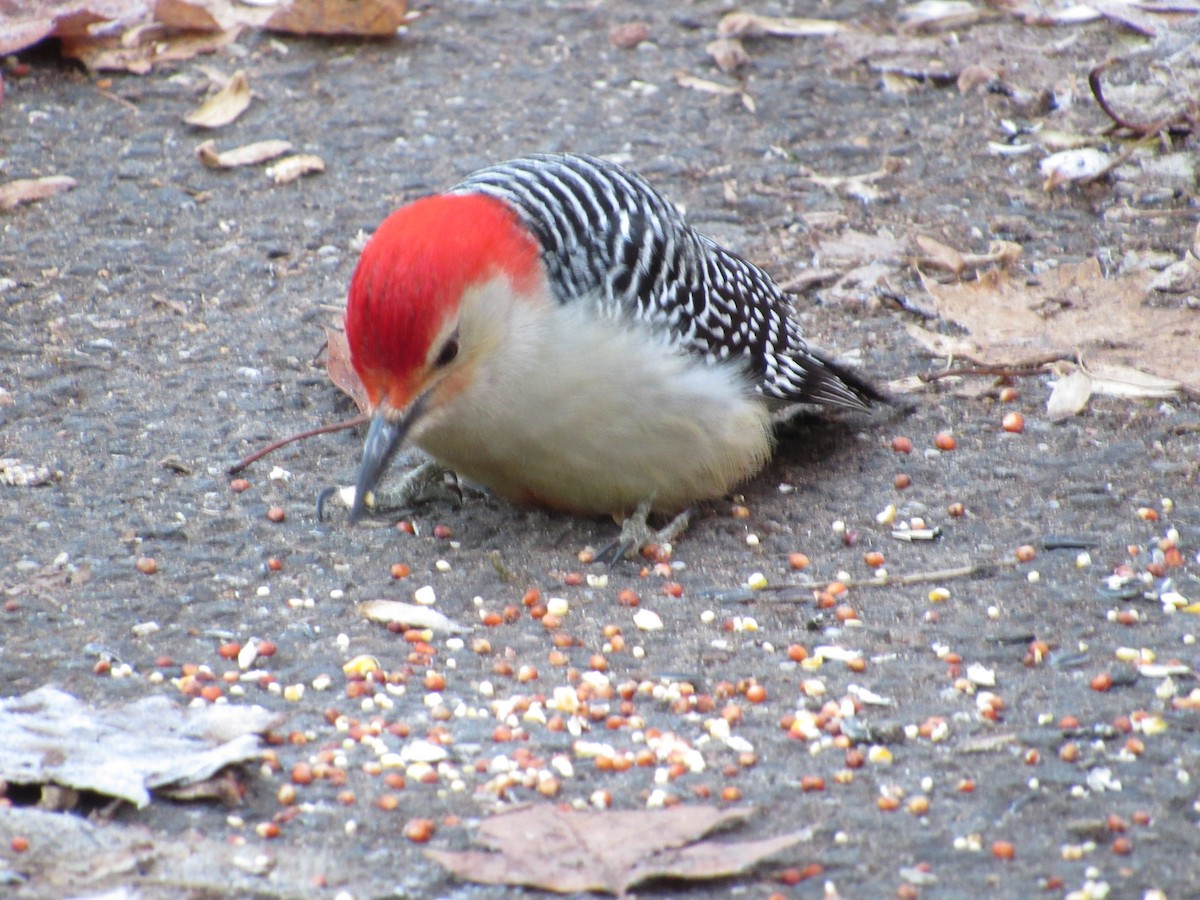 Red-bellied Woodpecker - ML514598711