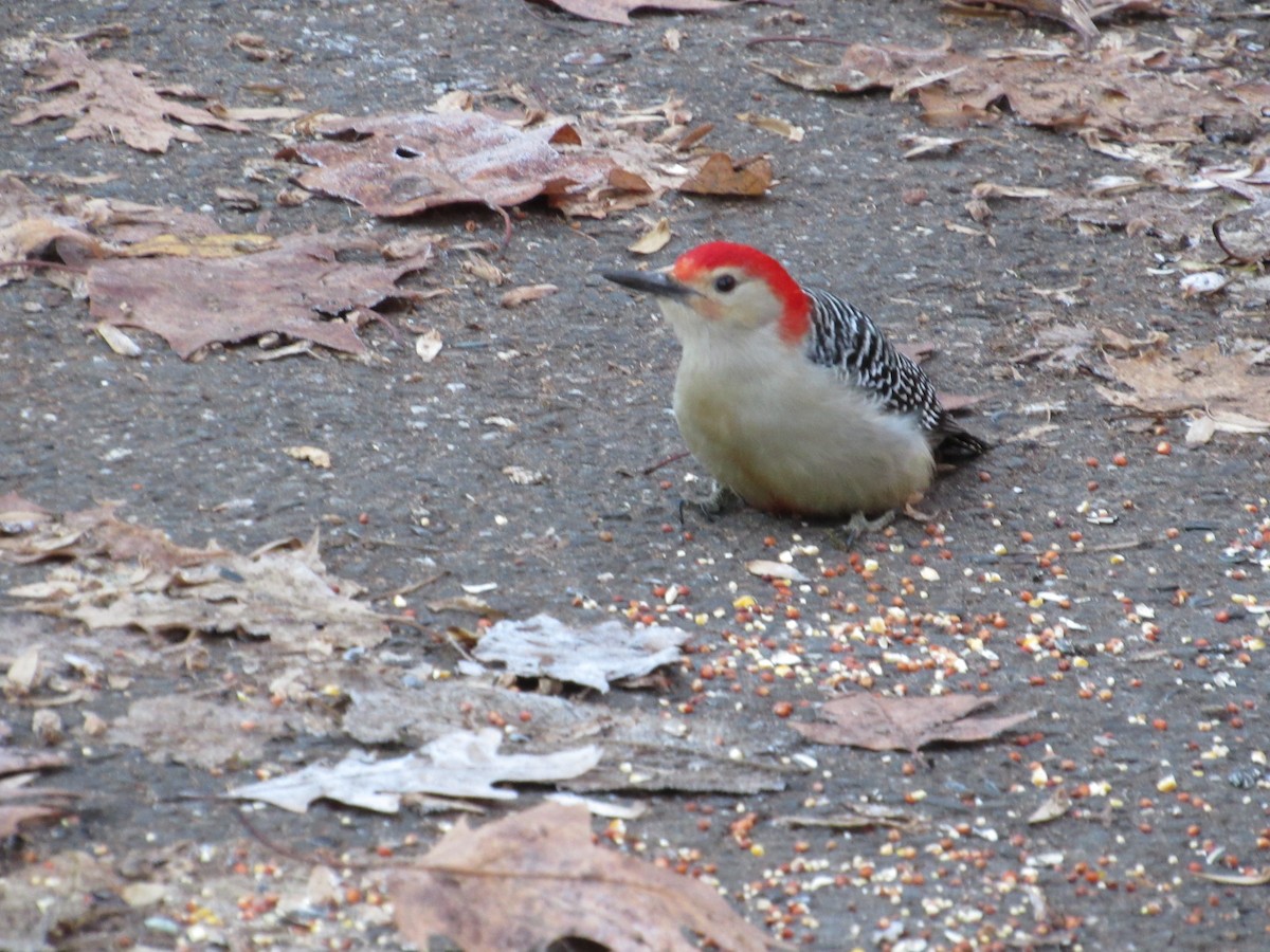 Red-bellied Woodpecker - ML514598731