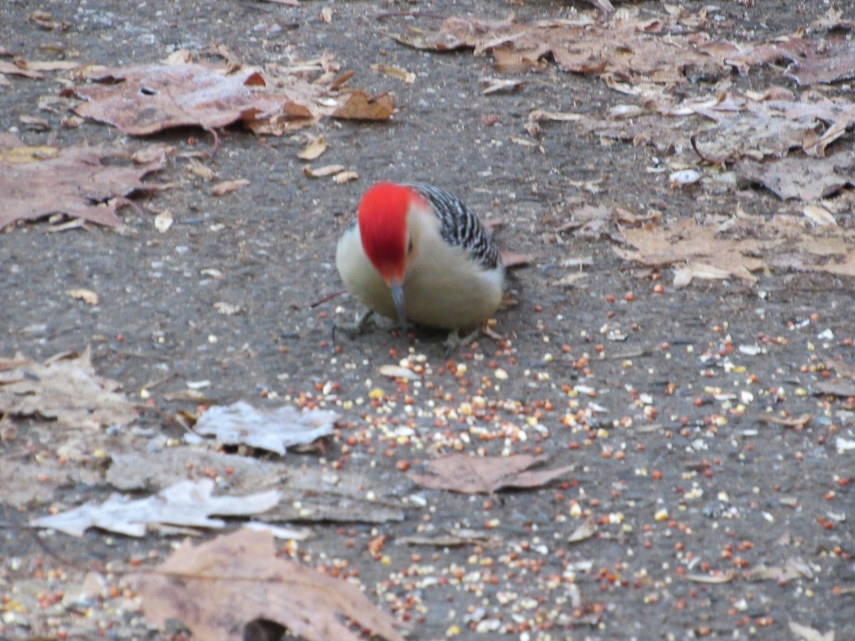 Red-bellied Woodpecker - ML514598741