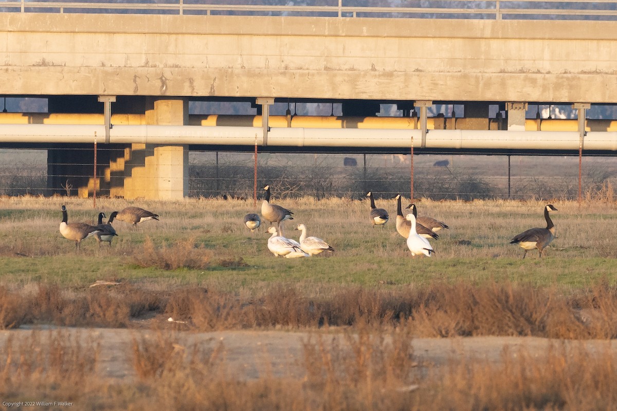 Snow Goose - ML514598841