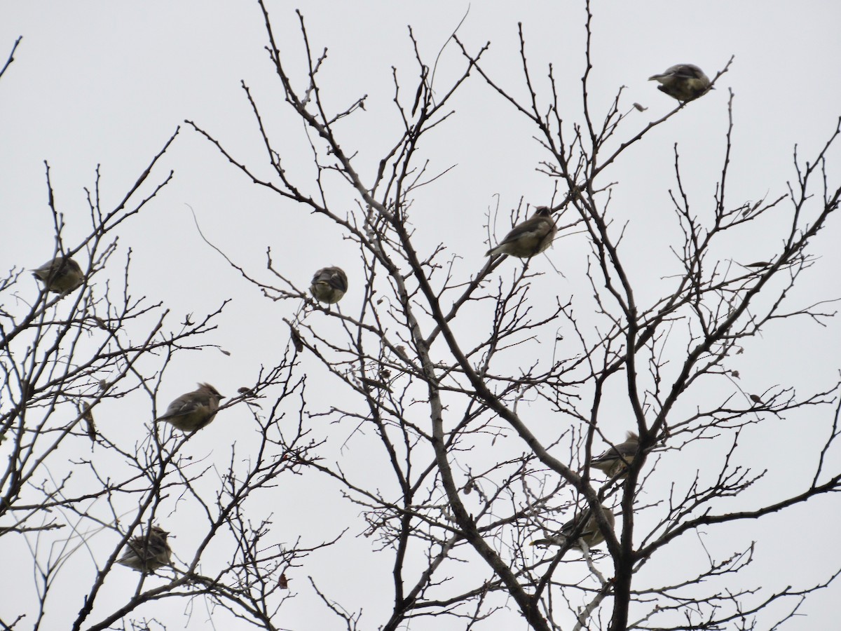 Cedar Waxwing - ML514599091