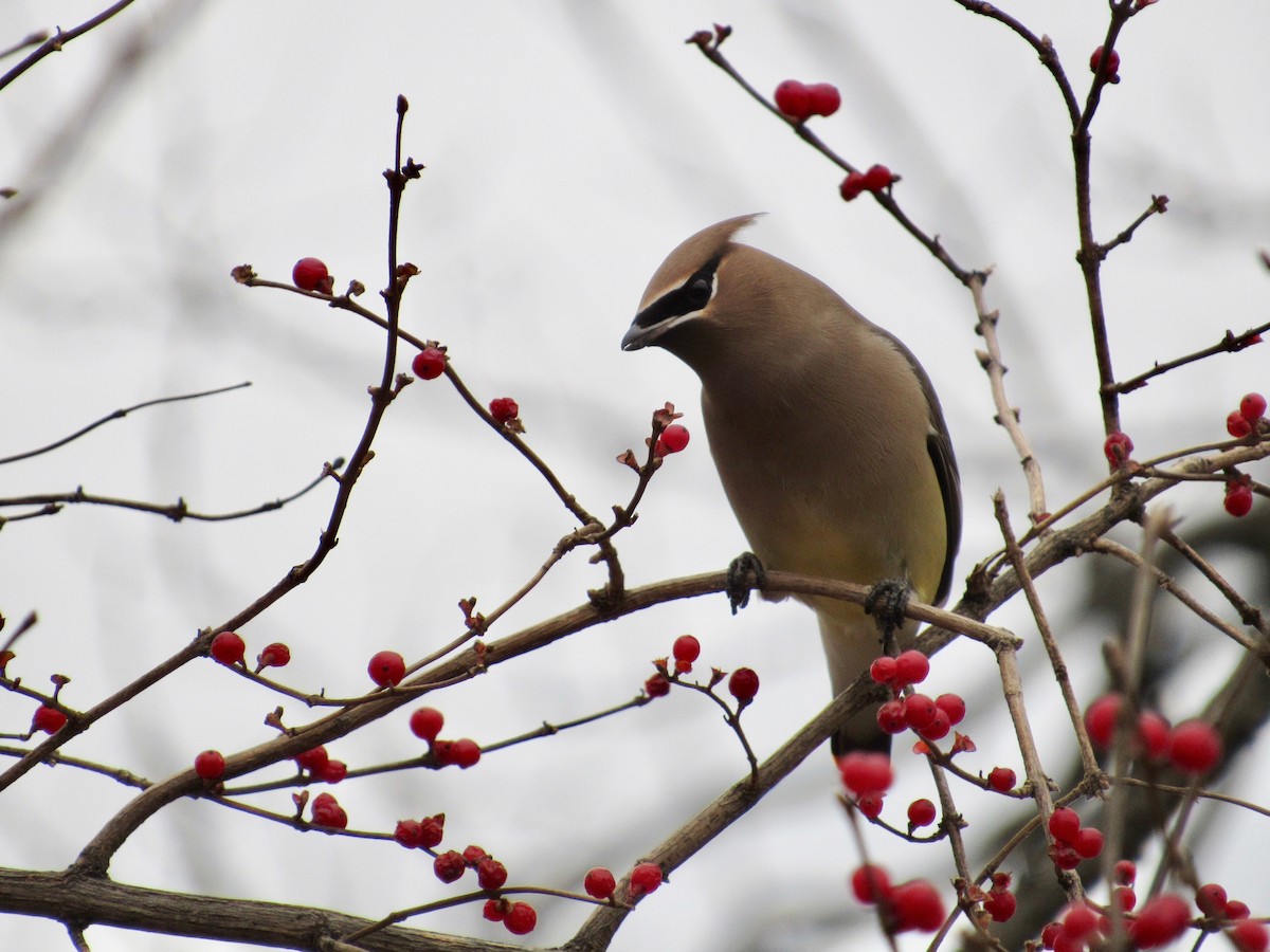 Cedar Waxwing - Mickey Ryan