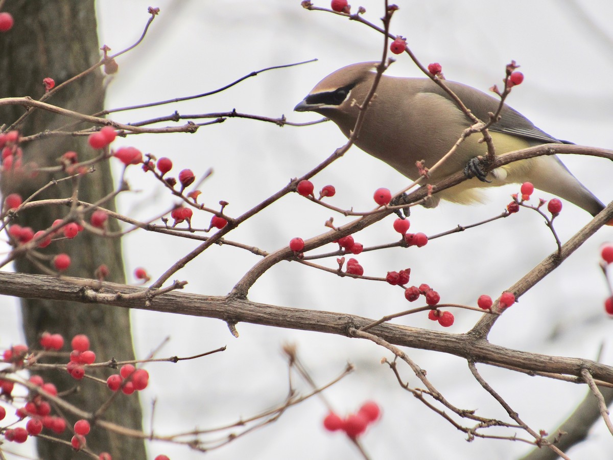 Cedar Waxwing - ML514599111