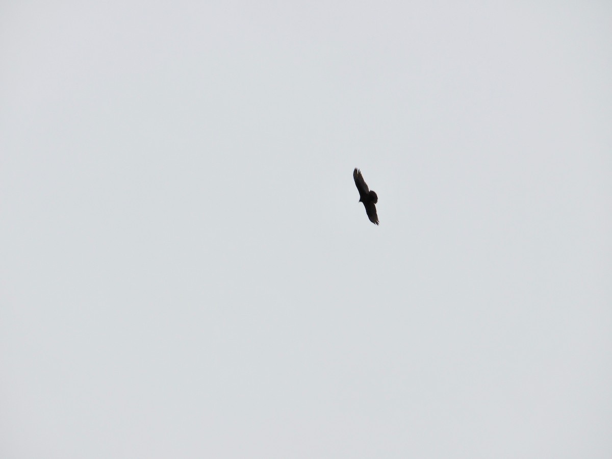 Turkey Vulture - ML514599161