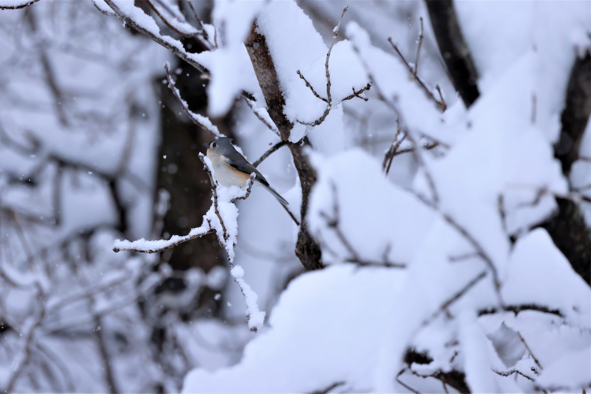 Tufted Titmouse - ML514599171