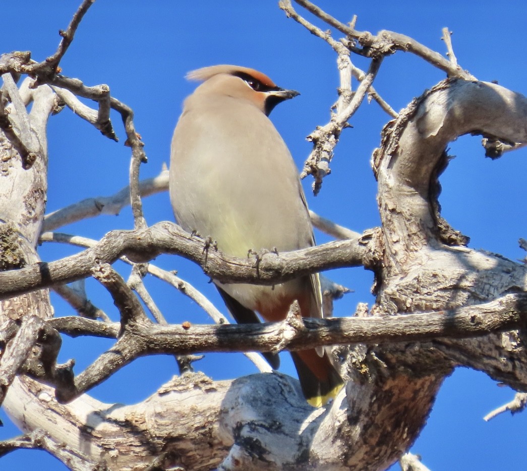 Bohemian Waxwing - Wren Willet