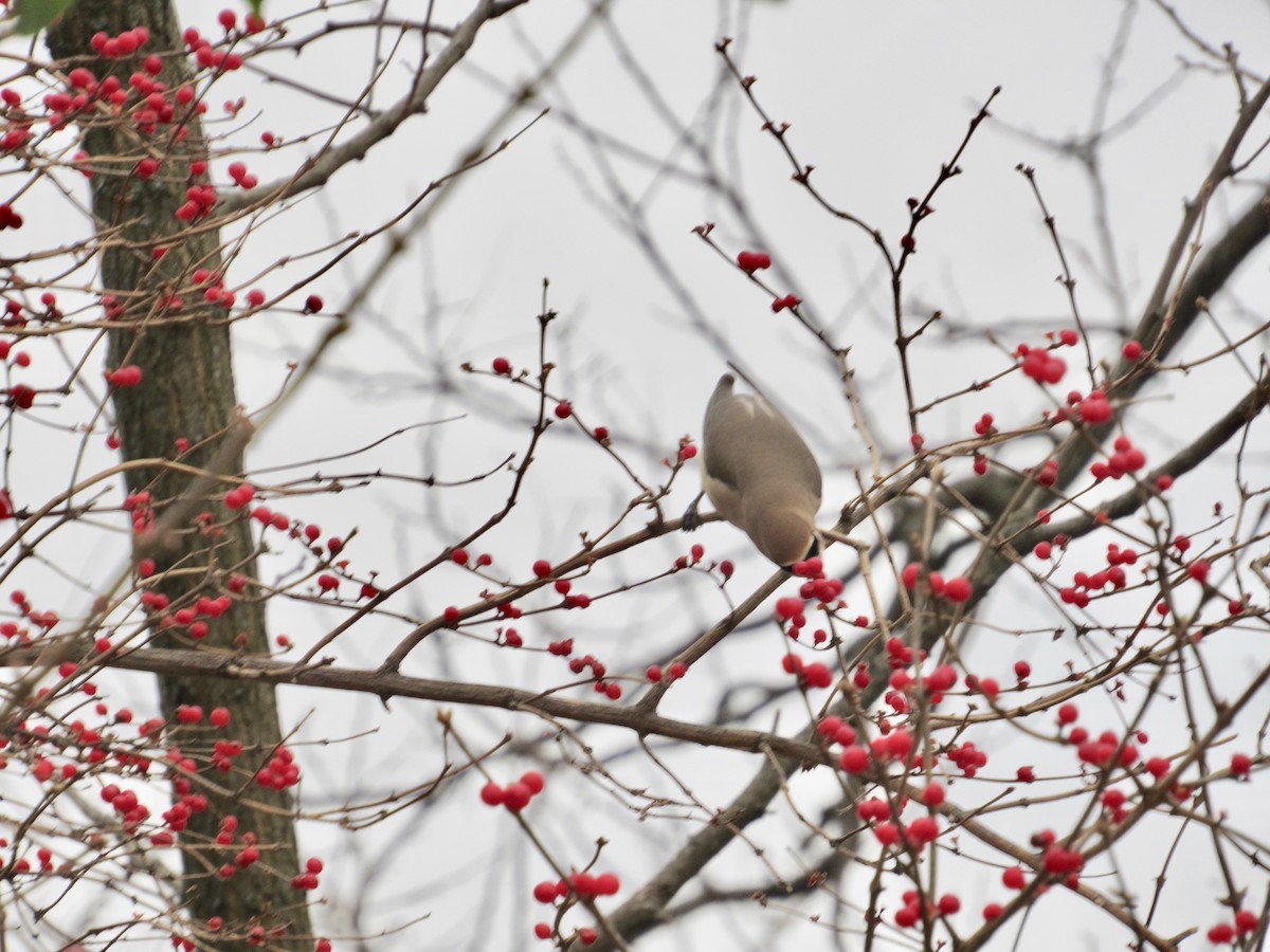 Cedar Waxwing - ML514599281