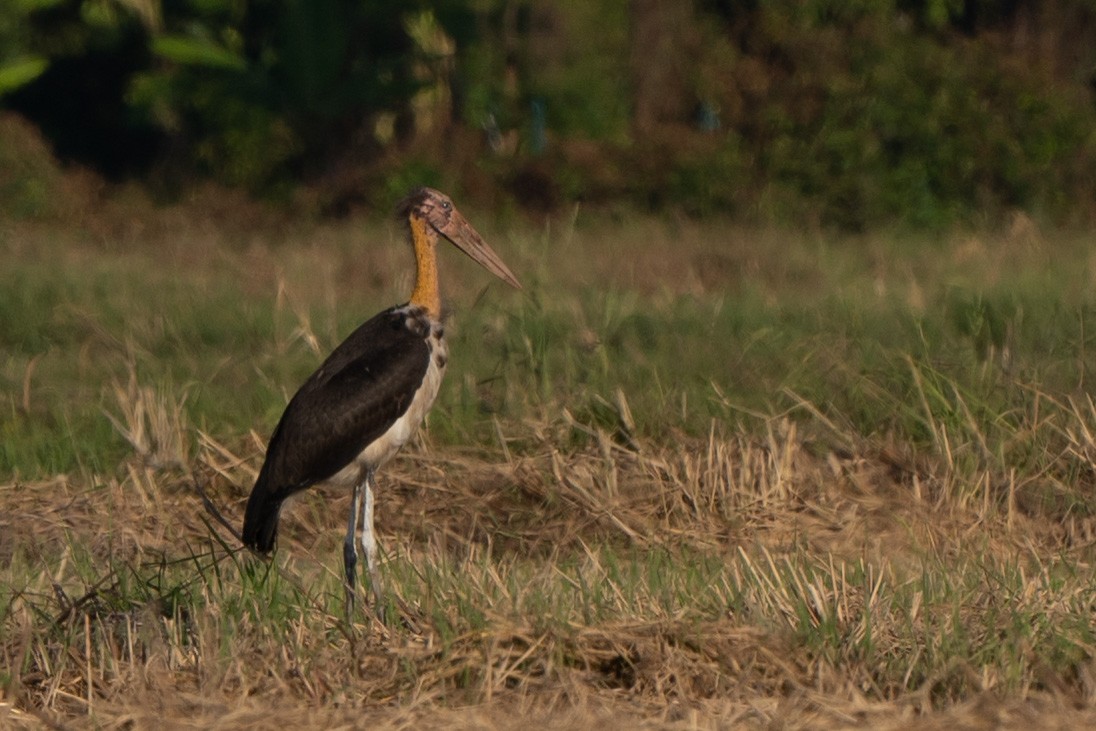 Lesser Adjutant - ML514599971