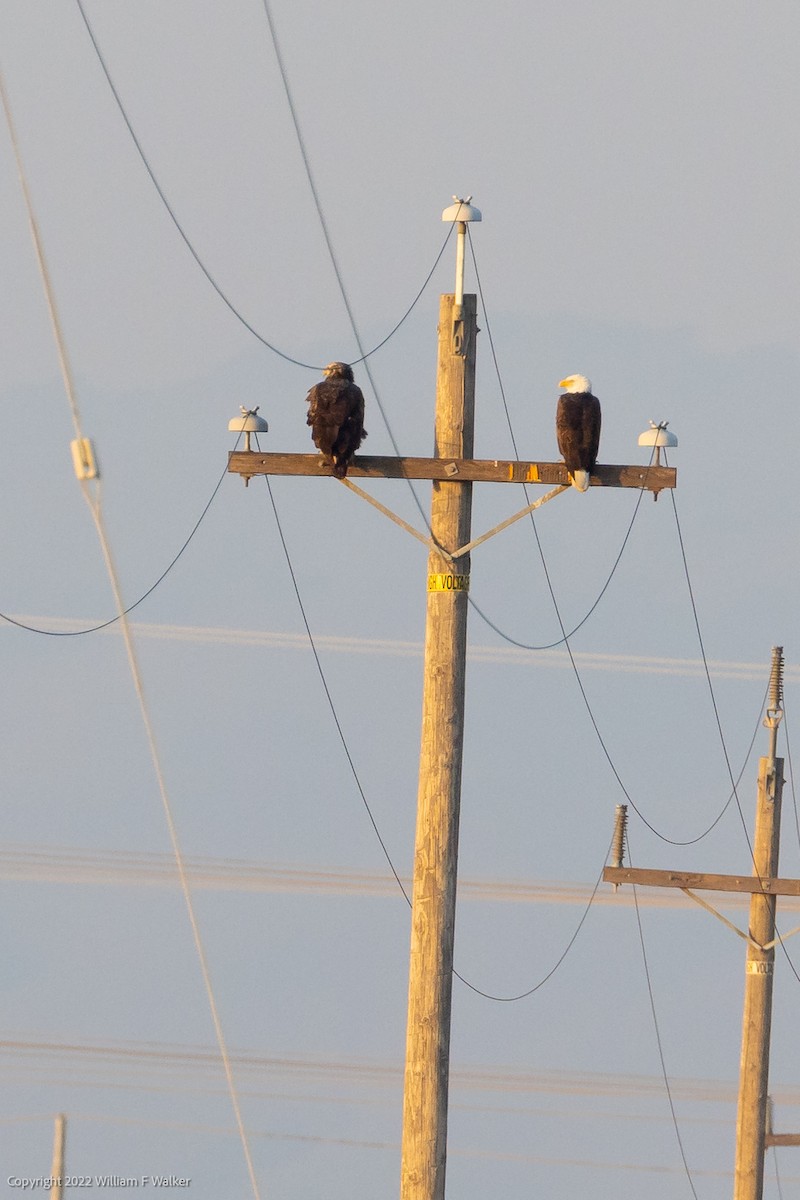 Bald Eagle - ML514600181