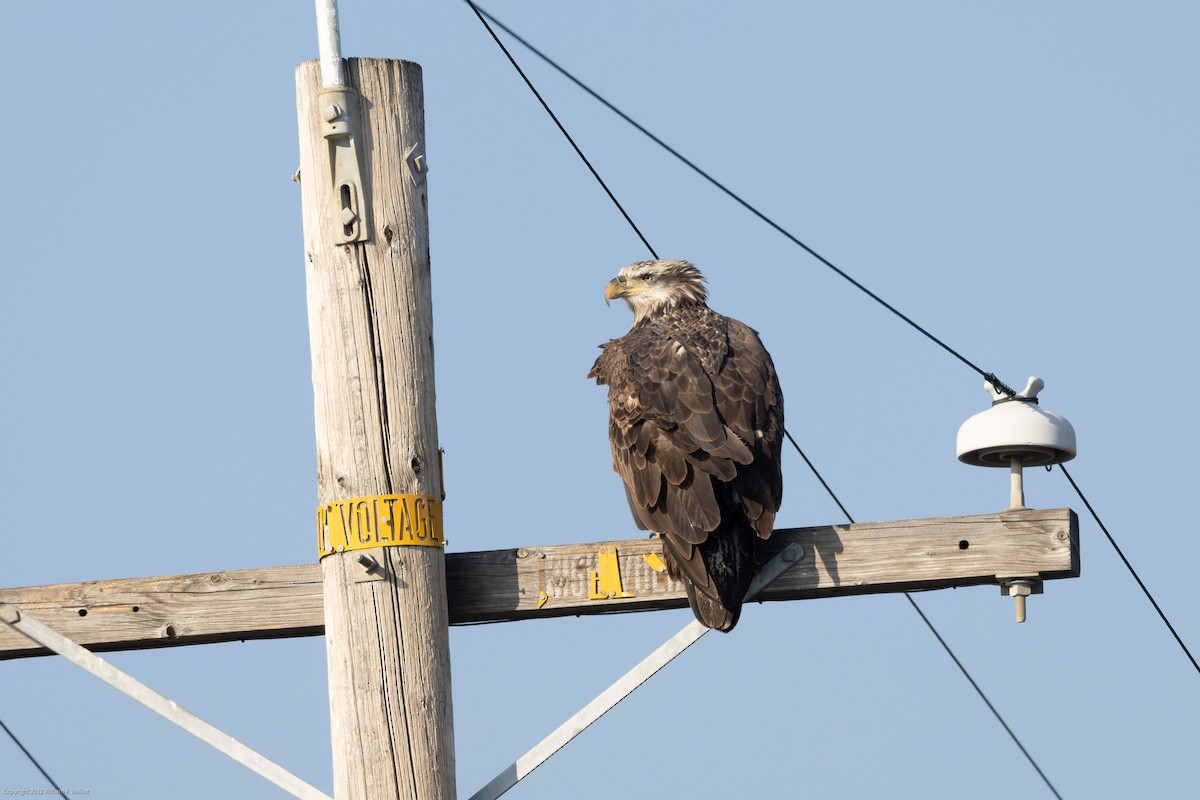 Bald Eagle - ML514600191