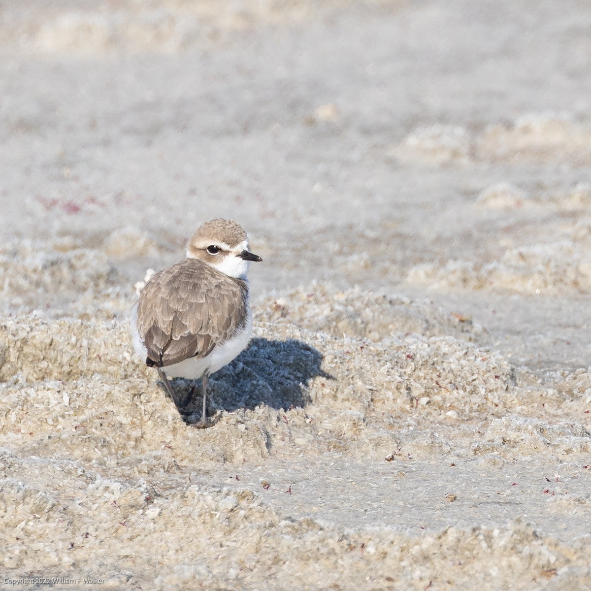 Snowy Plover - ML514600391