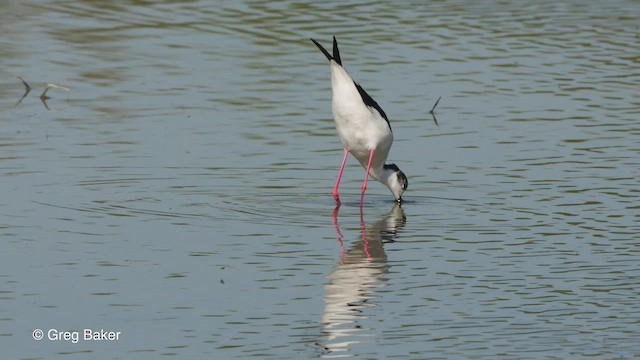 Black-winged Stilt - ML514600621