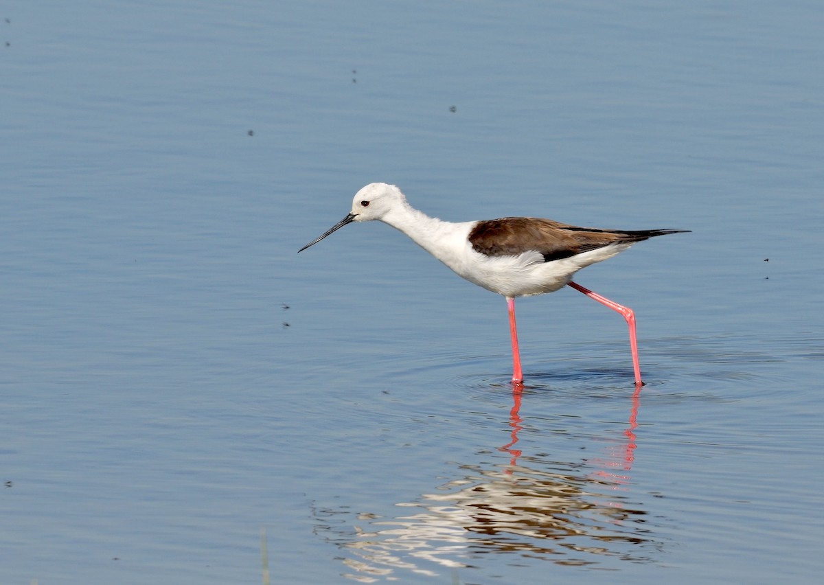 Black-winged Stilt - ML514601481