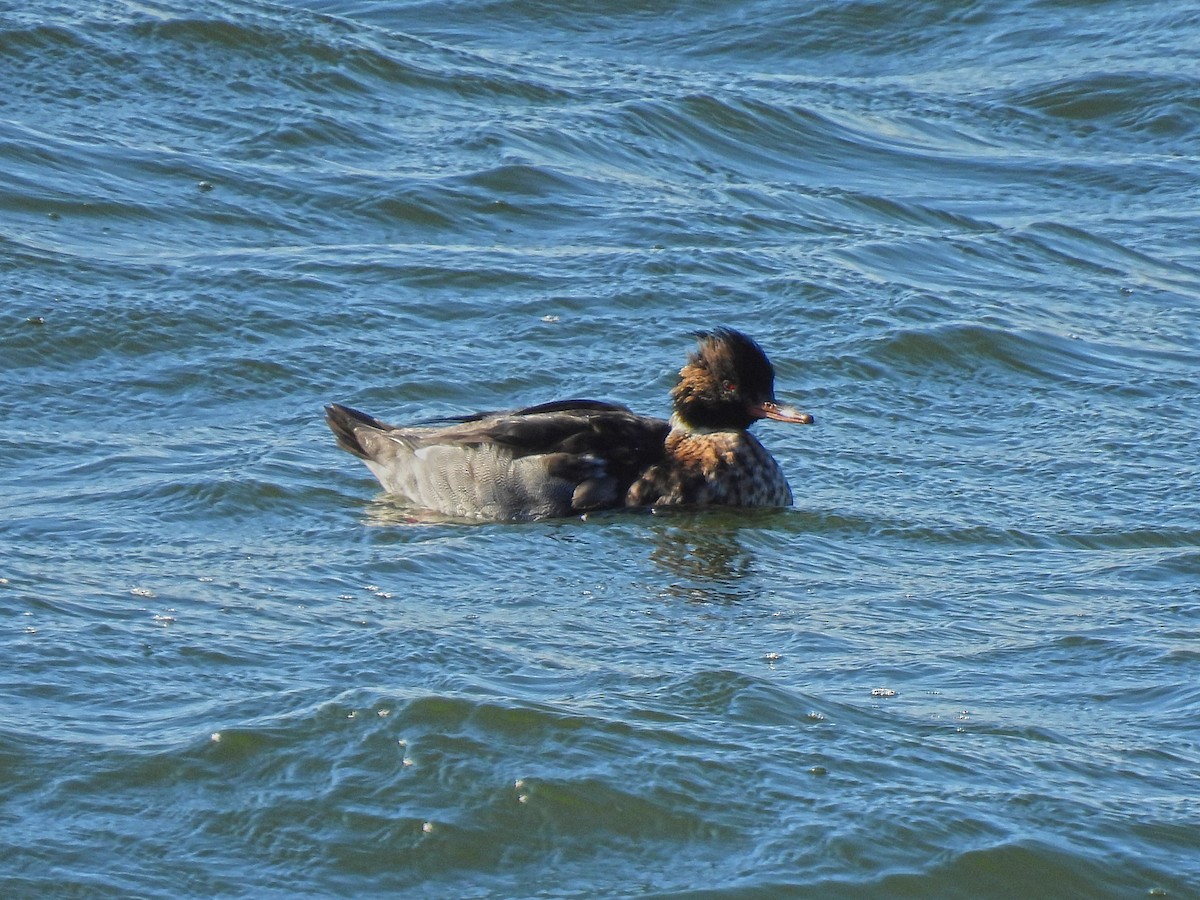 Red-breasted Merganser - ML514601741