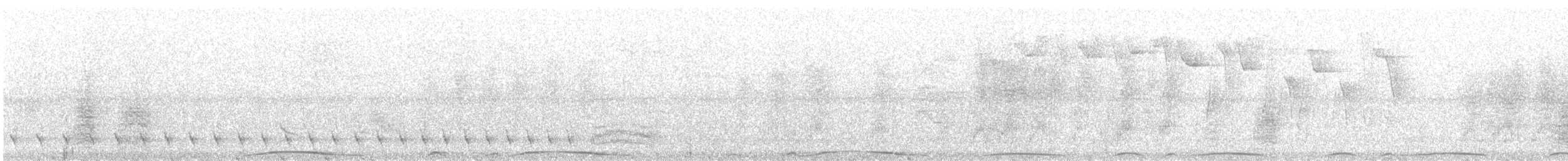holub neotropický - ML514601831