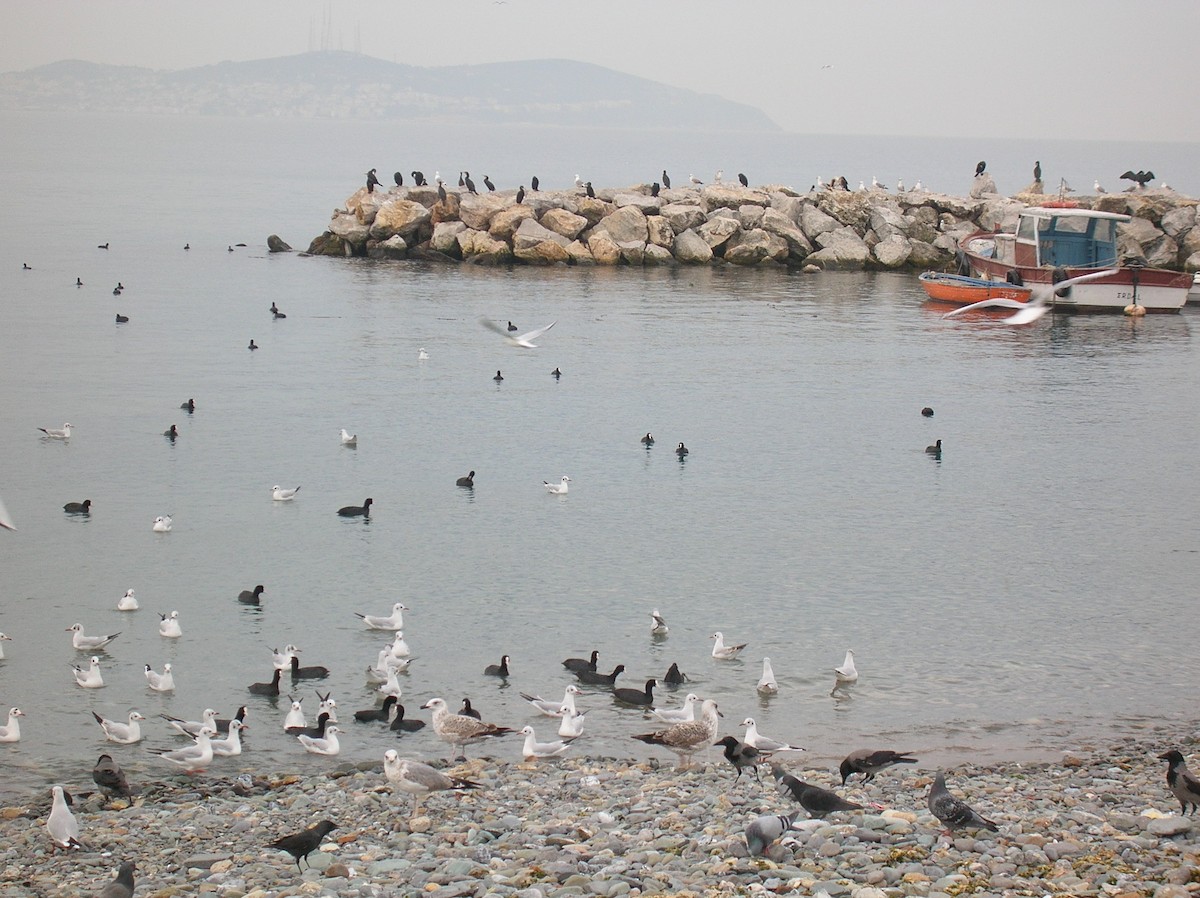 Great Cormorant/European Shag - Çağatay Duruk