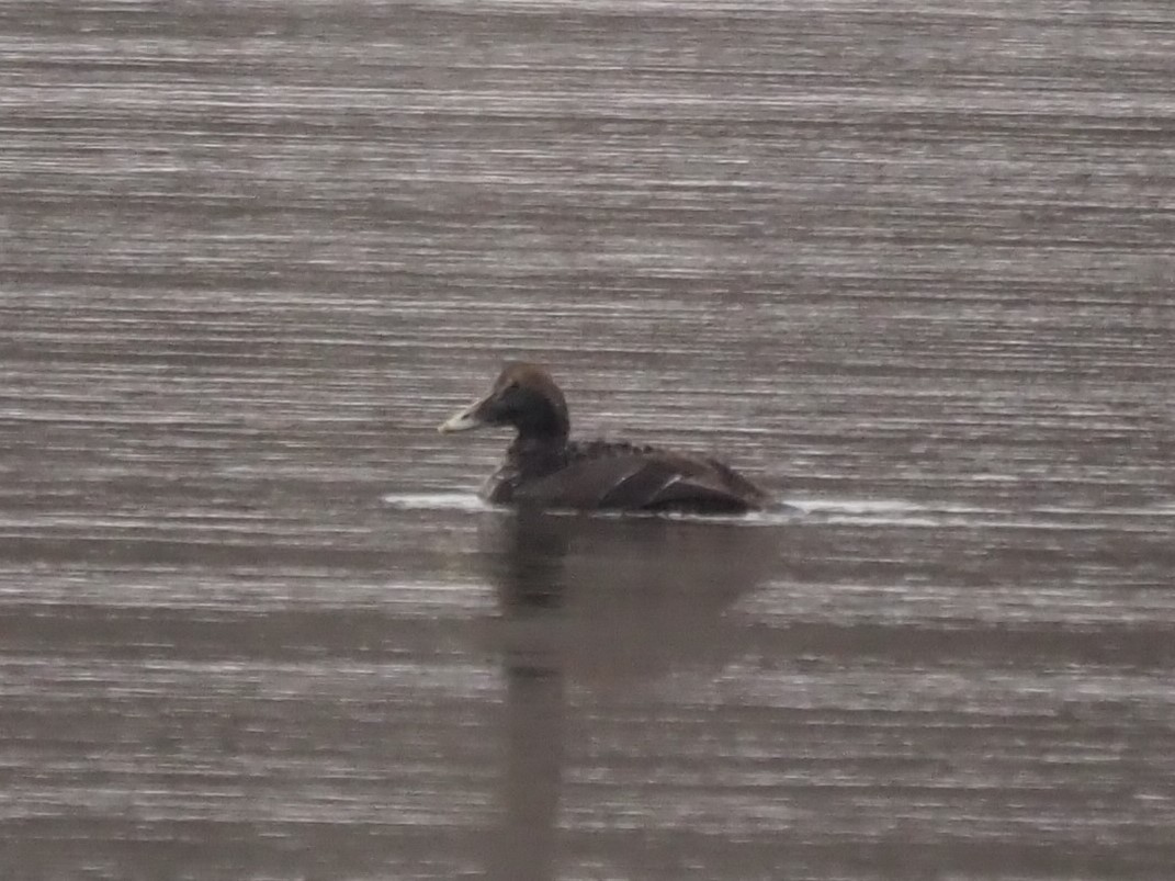 Common Eider - ML514602761