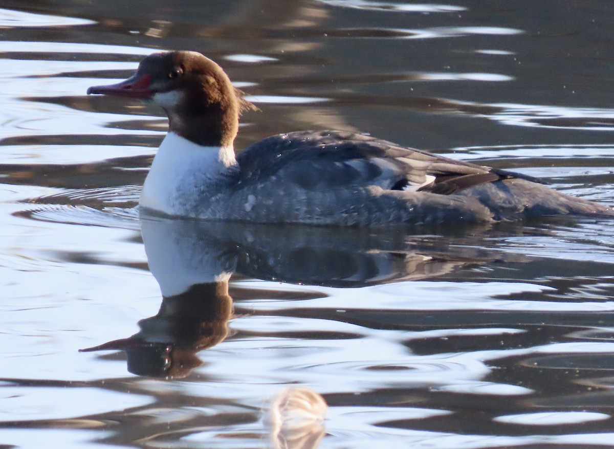 Common Merganser - ML514603581