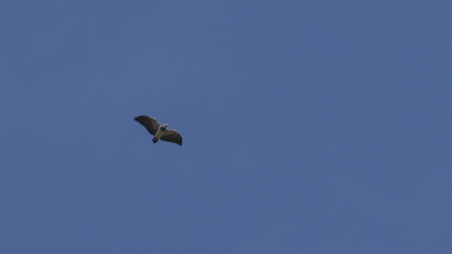 Black-chested Buzzard-Eagle - ML514605761