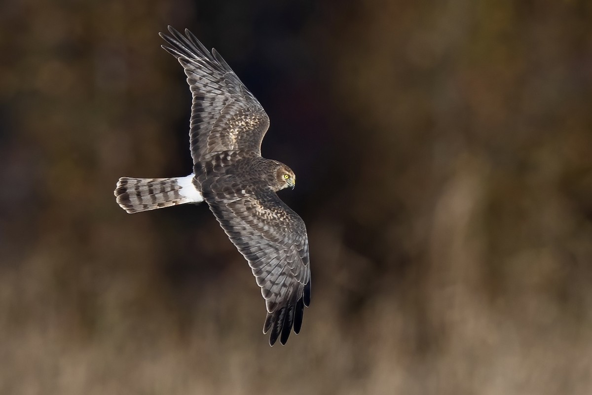 Northern Harrier - Matt Felperin