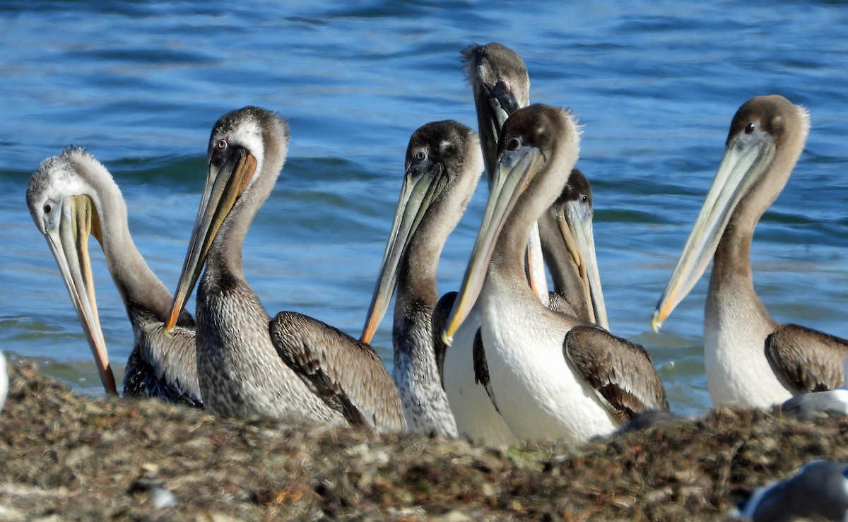 pelikán hnědý - ML514608161