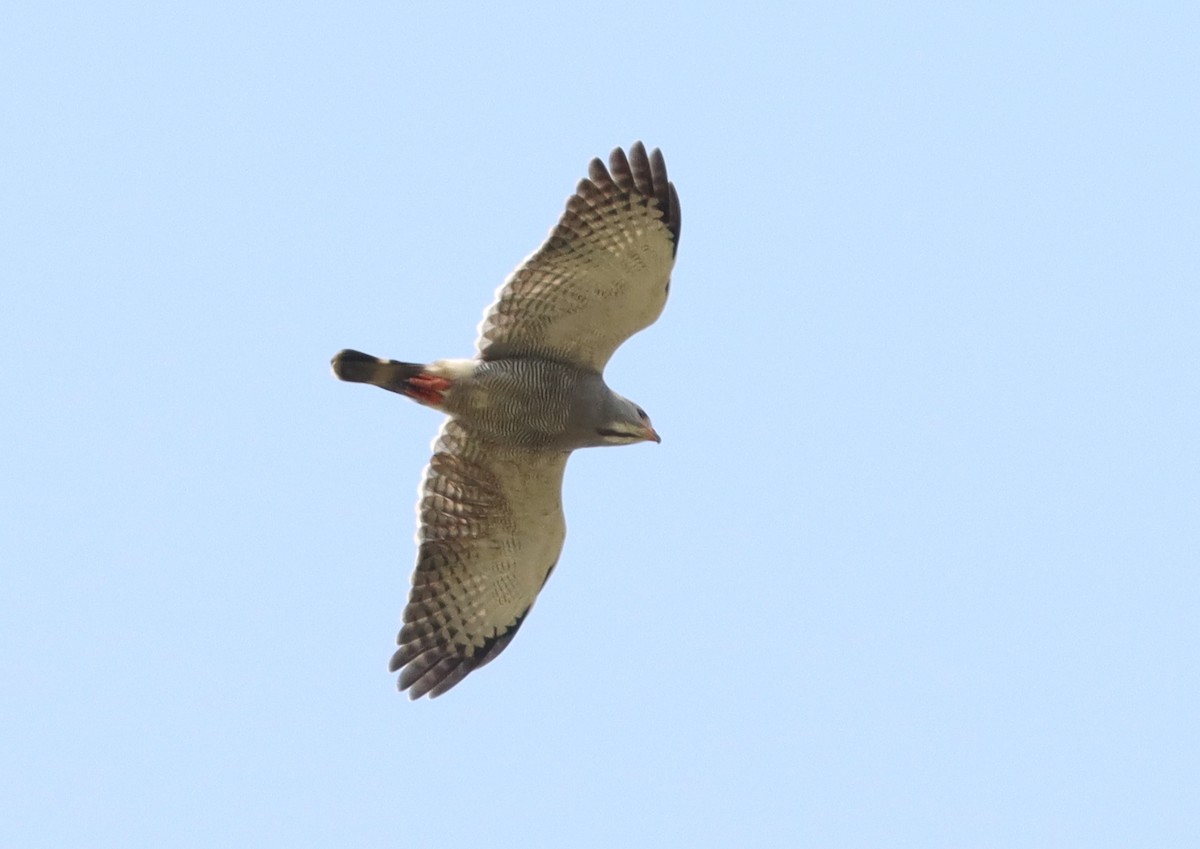 Lizard Buzzard - ML514608731