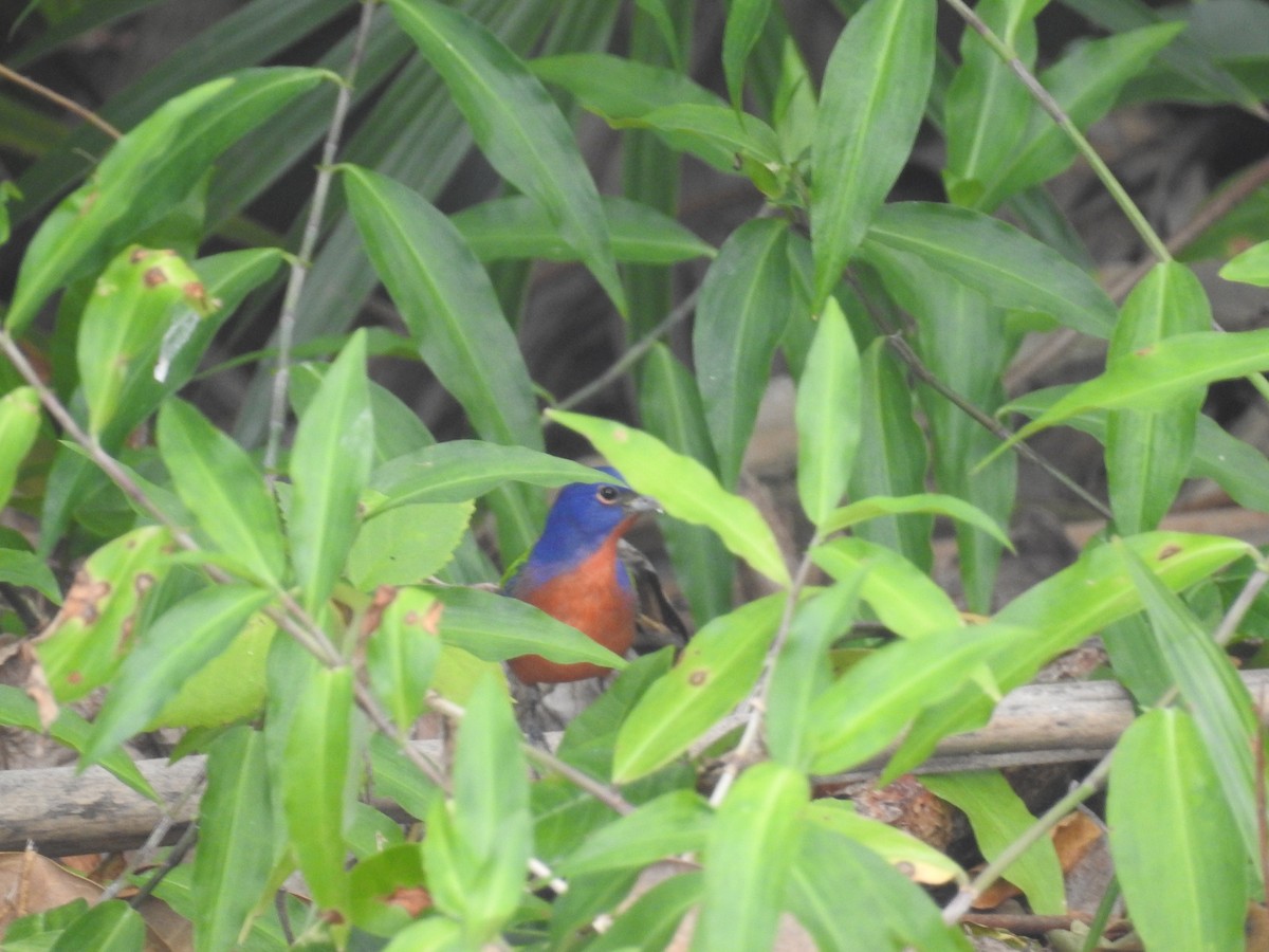 Painted Bunting - ML514609641