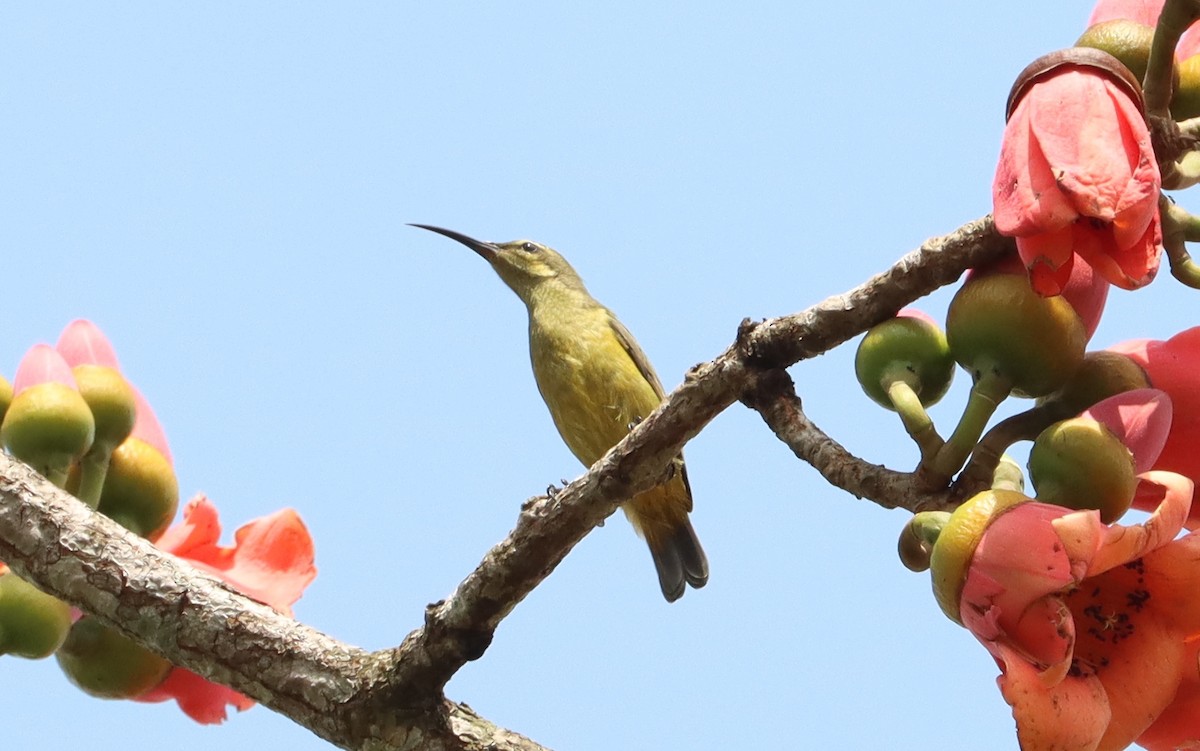 Superb Sunbird - Marc Languy