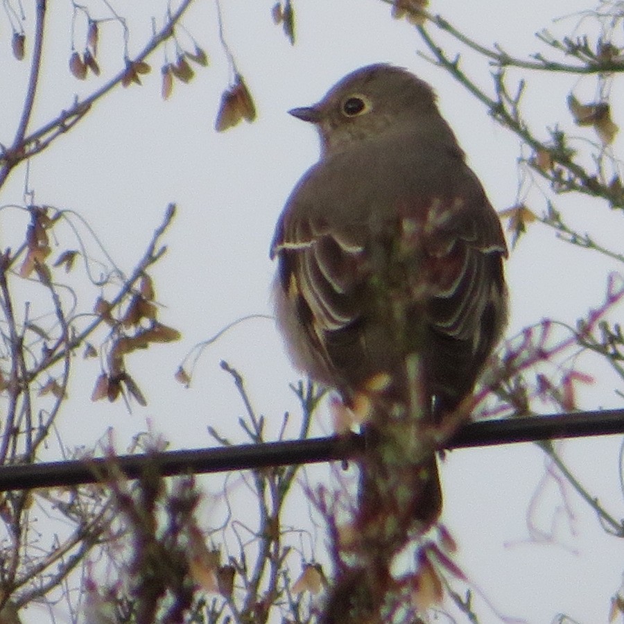 Townsend's Solitaire - ML514610581