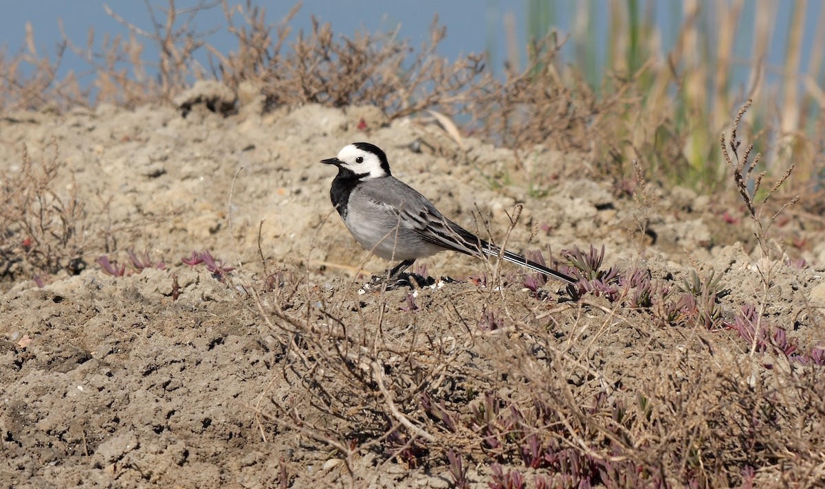 Lavandera Blanca (blanca euroasiática) - ML514610841