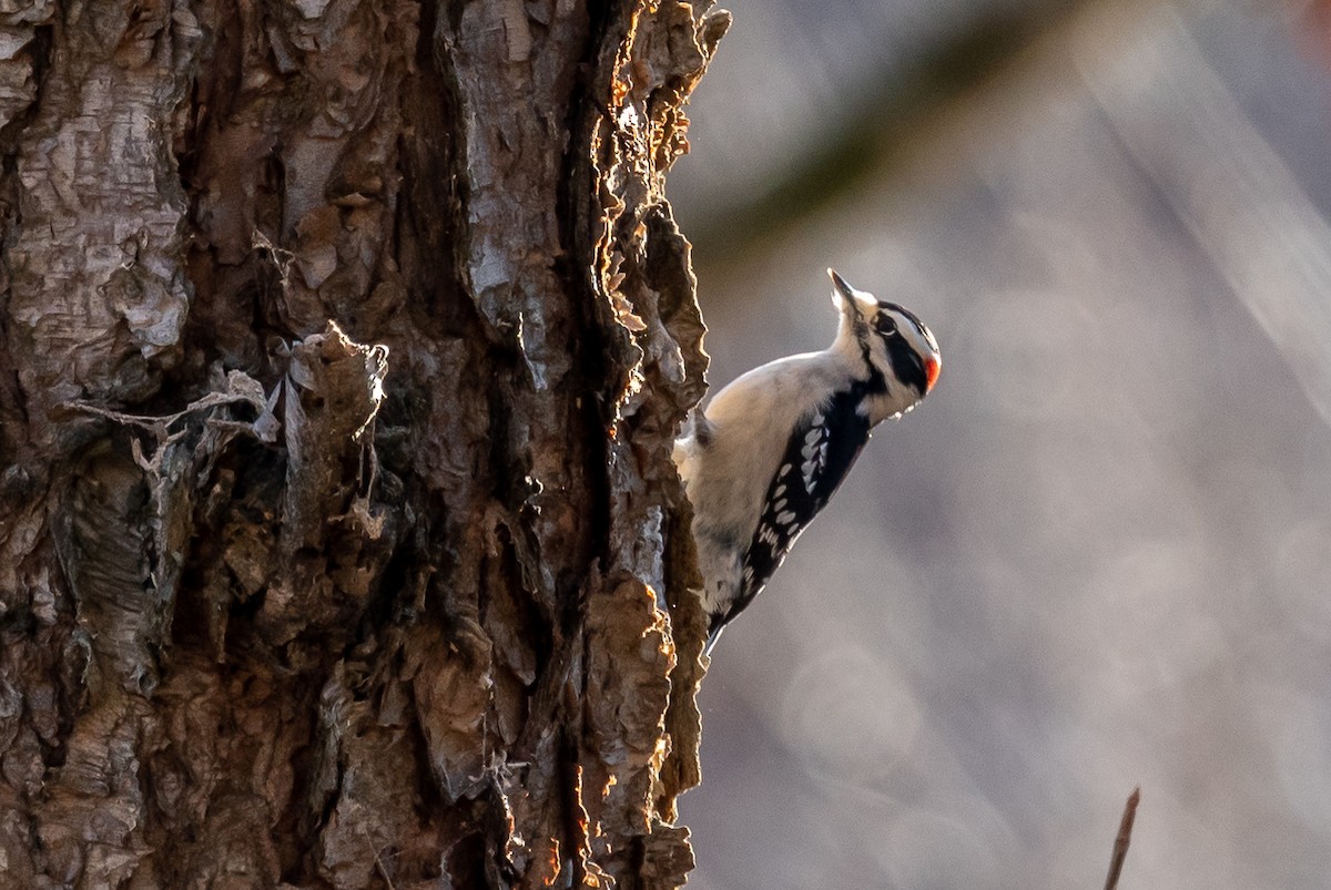 Downy Woodpecker - ML514611671