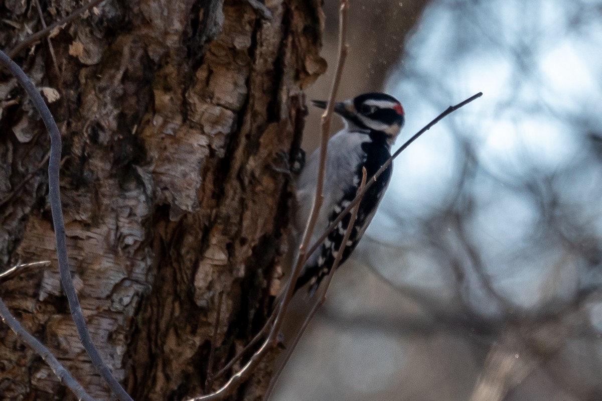 Hairy Woodpecker - ML514611861