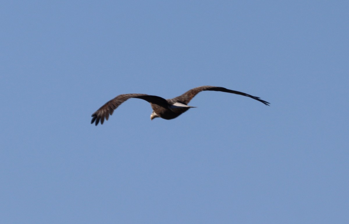 orel bělohlavý - ML514612201