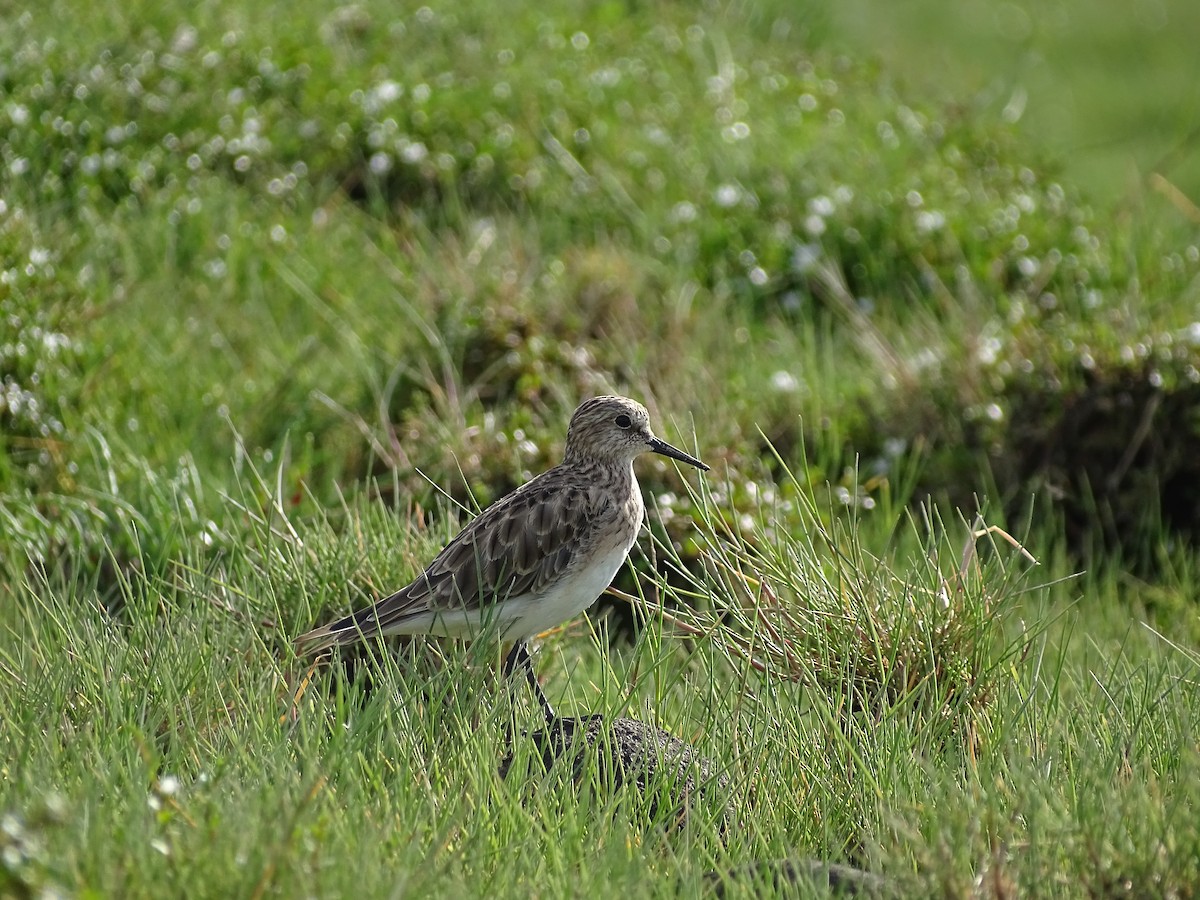 Baird's Sandpiper - ML514612481