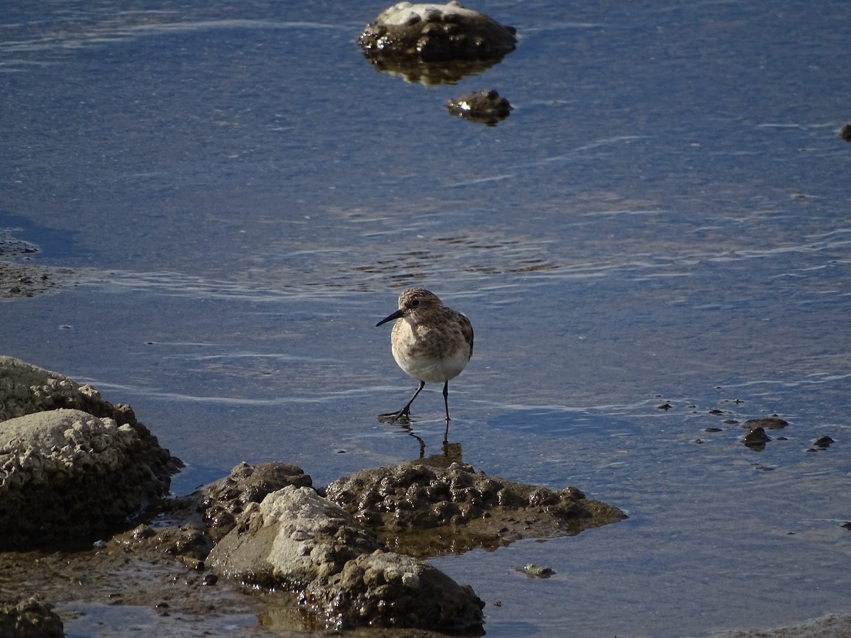 Baird's Sandpiper - ML514612551