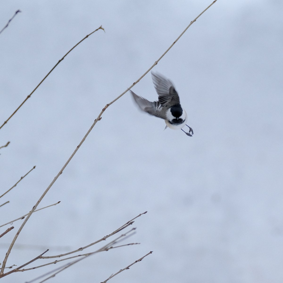 Black-capped Chickadee - Jean-Marc Emery