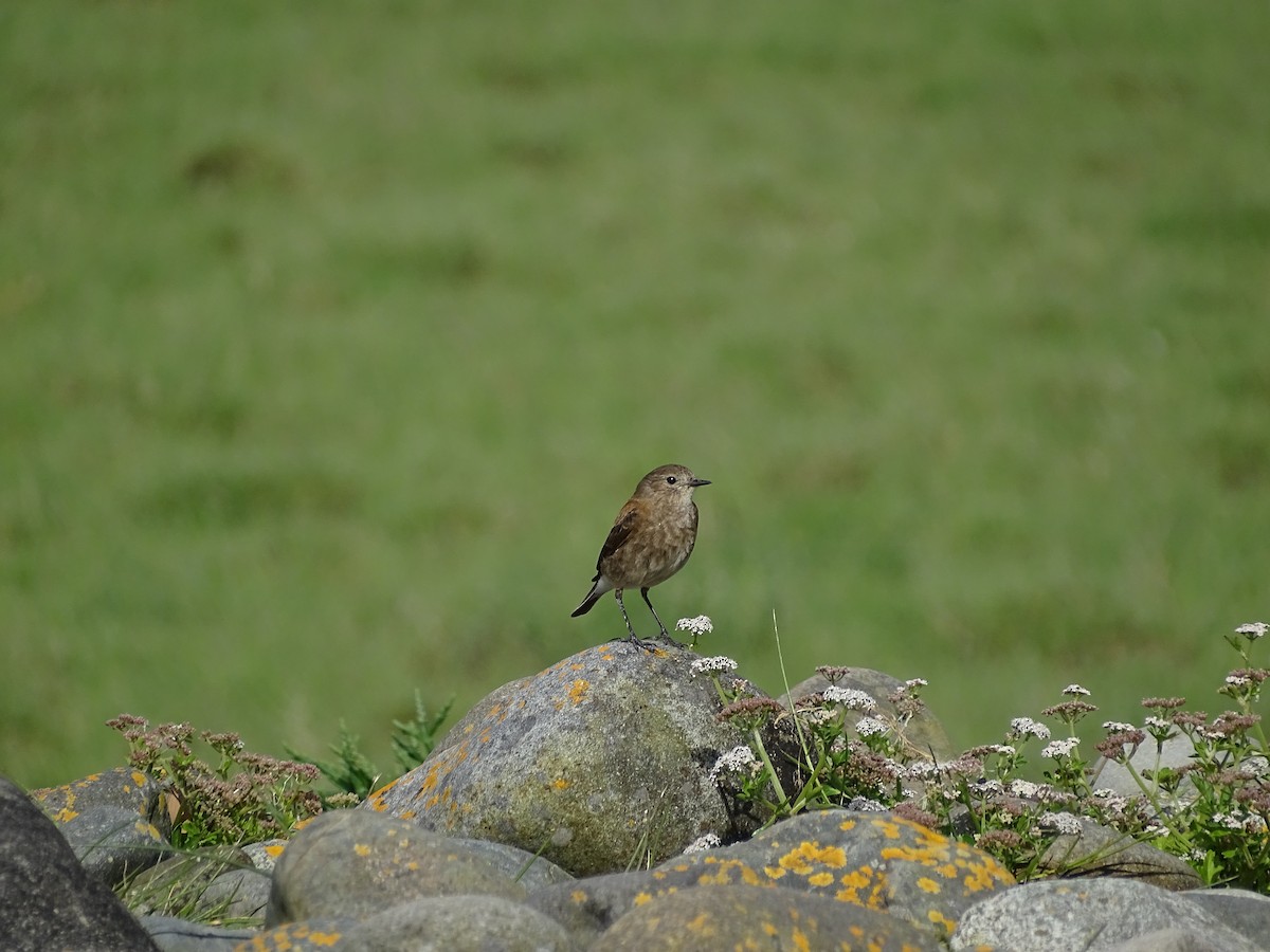 Patagoniensporntyrann - ML514612751