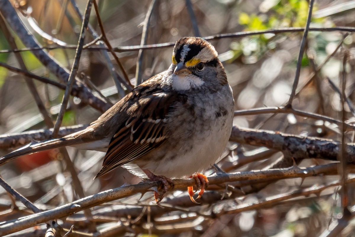 White-throated Sparrow - ML514613091