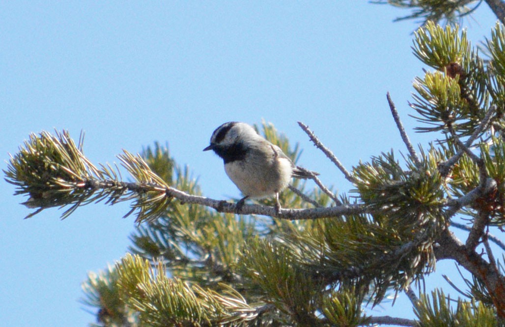 Mountain Chickadee - ML51461321