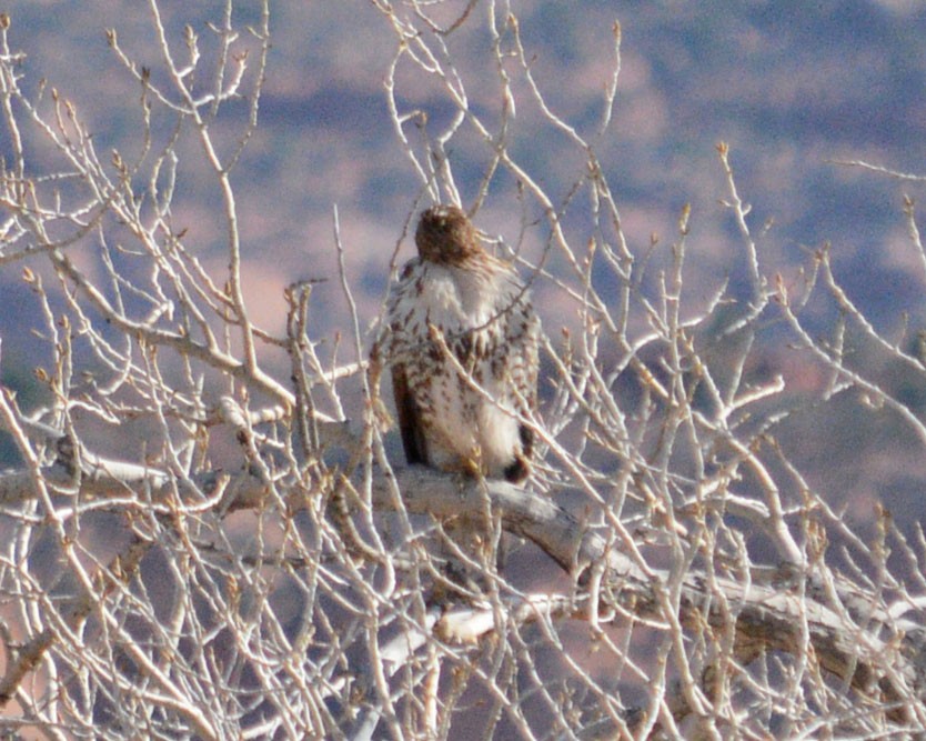 Red-tailed Hawk - ML51461341