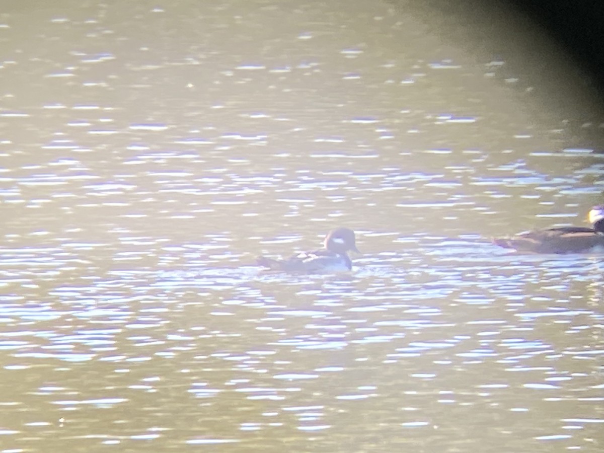 Bufflehead - ML514614201