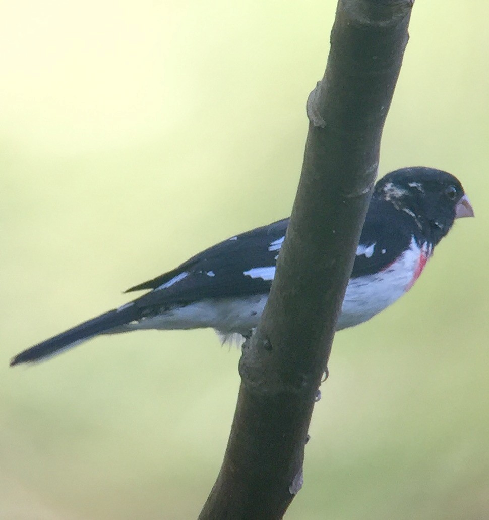 Rose-breasted Grosbeak - ML51461421