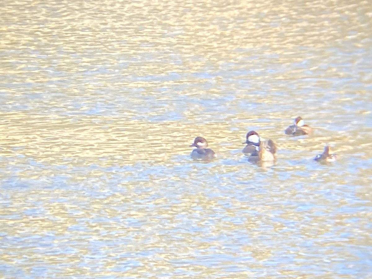 Bufflehead - ML514614221