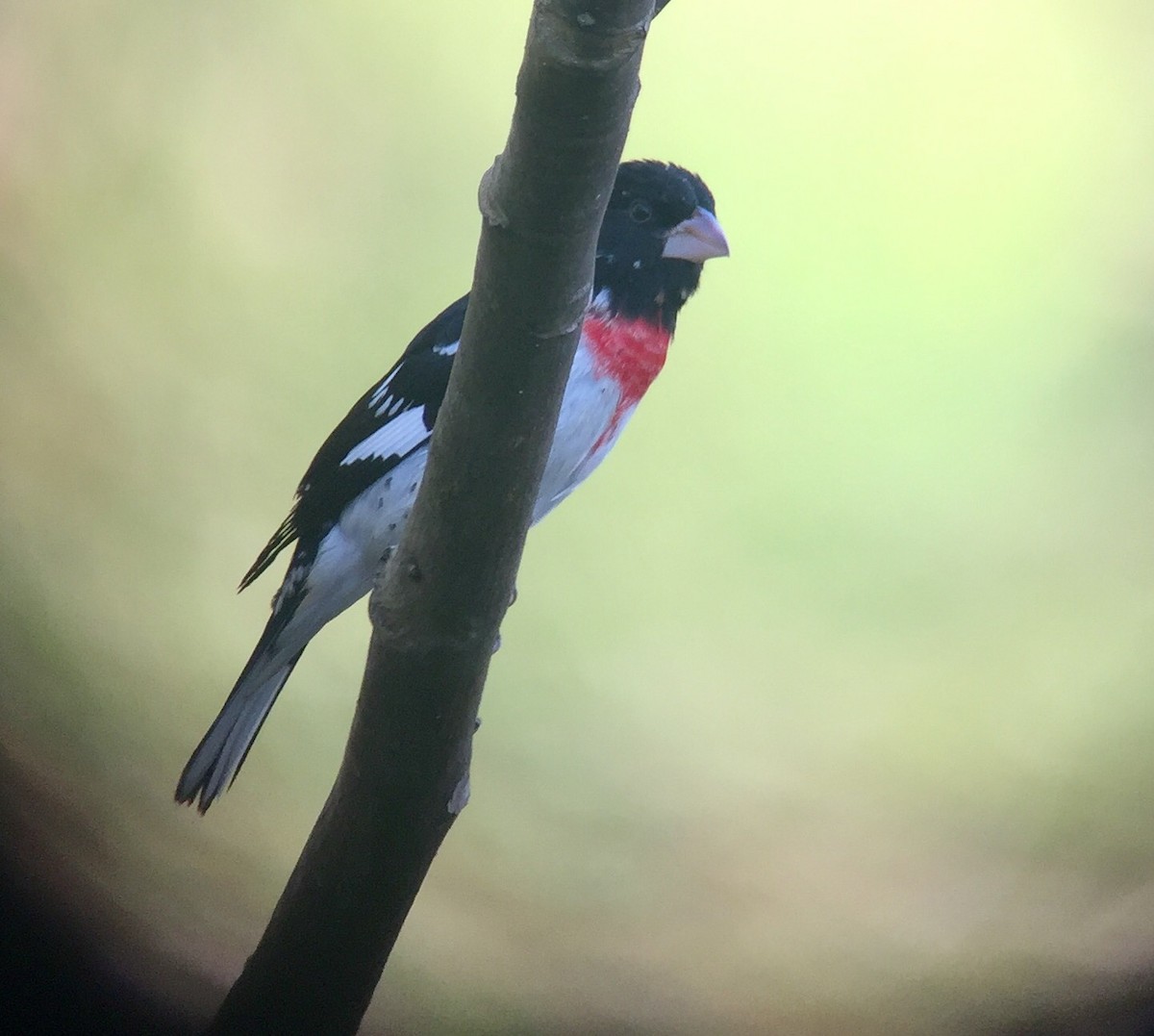 Rose-breasted Grosbeak - ML51461431